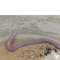 خانواده کرم‌سوسمارهای پوزه کوتاه Trogonophiidae